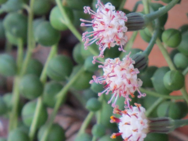 Suculenta Rosário ou Colar de Pérolas Jeito de Casa