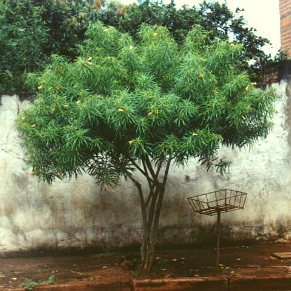 GeoAtelier SementeS Chapéudenapoleão ou Aguaí mística