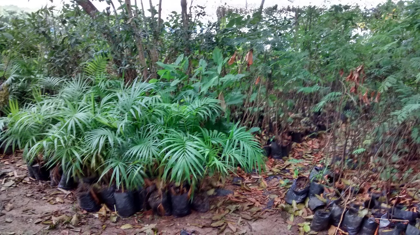 CHAPÉU DE PRAIA VOCÊ QUER PLANTAR UMA ÁRVORE? ITANHAÉM