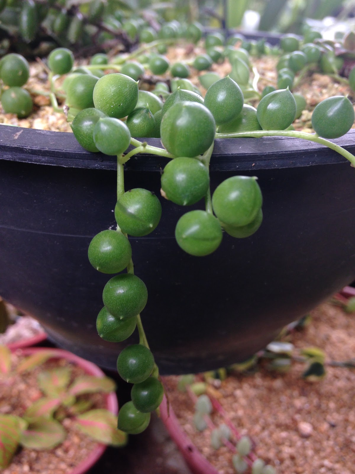 Cactos e Suculentas Colar de pérolas ou azeitonas?